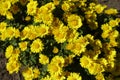 Many yellow flowers of Chrysanthemum in mid October Royalty Free Stock Photo