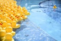 Many bright yellow rubber ducks floating in the pool. Concept of standing out from the crowd and leadership. Royalty Free Stock Photo