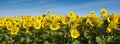 yellow sunflowers bloom in french field under blue sky Royalty Free Stock Photo
