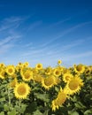 yellow sunflowers bloom in french field under blue sky Royalty Free Stock Photo