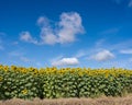 yellow sunflowers bloom in french field under blue sky Royalty Free Stock Photo