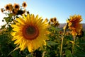 Many bright yellow sunflowers set against a clear blue sky with yellow petals and green leaves Royalty Free Stock Photo