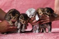 Many British fold kittens in their hands. color in stripes. pink background. horizontal photography