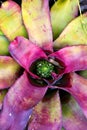 Pink bromeliad plant with water tank