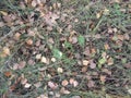 Many bronze and brown autumn leaves among the long green grass