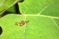 Many brow egg composed of Squash Bug on the green leave Royalty Free Stock Photo