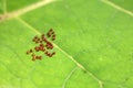 Many brow egg composed of Squash Bug on the green leave Royalty Free Stock Photo