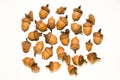 Many brown acorns with hats on over white