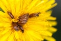 many brown bugs have sex on yellow dandelion selective focus macro shot with shallow DOF Royalty Free Stock Photo