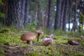 Many brown cap edible mushrooms grows Royalty Free Stock Photo