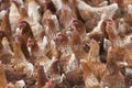 Many brown chicken outside farm in the dirt Royalty Free Stock Photo