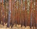 Many brown coniferous tree trunks, pine