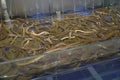 Many Brown Eels (Monopterus Albus) Royalty Free Stock Photo