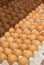 Many brown eggs in boxes. Royalty Free Stock Photo