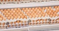 Many brown eggs in boxes in store Royalty Free Stock Photo