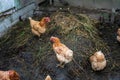 Brown and red chiken in the garden Royalty Free Stock Photo