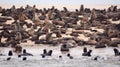 Many brown seals in wet sand