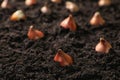 Many brown tulip bulbs planted in soil