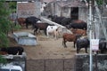 Many Brown, white, black and spotted cows standing outside in their barn. Cows on Farm. Cows eating boiled pasture at outdoor Royalty Free Stock Photo