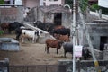 Many Brown, white, black and spotted cows standing outside in their barn. Cows on Farm. Cows eating boiled pasture at outdoor Royalty Free Stock Photo