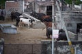 Many Brown, white, black and spotted cows standing outside in their barn. Cows on Farm. Cows eating boiled pasture at outdoor Royalty Free Stock Photo