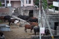 Many Brown, white, black and spotted cows standing outside in their barn. Cows on Farm. Cows eating boiled pasture at outdoor Royalty Free Stock Photo