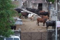 Many Brown, white, black and spotted cows standing outside in their barn. Cows on Farm. Cows eating boiled pasture at outdoor Royalty Free Stock Photo