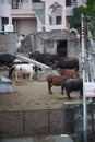 Many Brown, white, black and spotted cows standing outside in their barn. Cows on Farm. Cows eating boiled pasture at outdoor Royalty Free Stock Photo