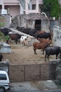 Many Brown, white, black and spotted cows standing outside in their barn. Cows on Farm. Cows eating boiled pasture at outdoor Royalty Free Stock Photo