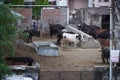 Many Brown, white, black and spotted cows standing outside in their barn. Cows on Farm. Cows eating boiled pasture at outdoor Royalty Free Stock Photo