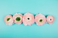Many buds in a row of pink ranunculus flowers on turquoise background. Royalty Free Stock Photo