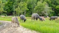 Many buffalo graze on the ground. Buffalo is a recurring animal