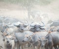 Many buffalo herds in the southern provinces of Thailand