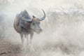 Many buffalo herds in the southern provinces of Thailand