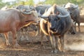 Many buffalo herds in the southern provinces of Thailand