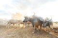 Many buffalo herds in the southern provinces of Thailand