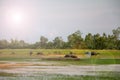 Thai Buffalo live naturally. Buffalo eat grass. Royalty Free Stock Photo