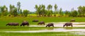 Thai Buffalo live naturally. Buffalo eat grass. Royalty Free Stock Photo