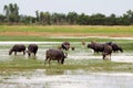 Thai Buffalo live naturally. Buffalo eat grass. Royalty Free Stock Photo