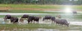 Thai Buffalo live naturally. Buffalo eat grass. Royalty Free Stock Photo