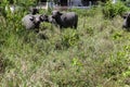 Many buffalo walking in the grass And the body is sloppy with mud