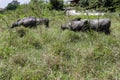 Many buffalo walking in the grass And the body is sloppy with mud