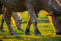 Many buffaloes are eating in a green field.