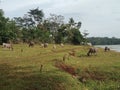 many buffaloes on the edge of the lake are eating voraciously Royalty Free Stock Photo