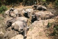 Many buffaloes lying on the mud.