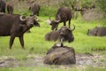 Many Buffalos in the grassland