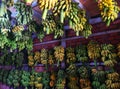 Many bunch of bananas, Vietnamese tropical fruit hang on the wall inside agriculture product barn Royalty Free Stock Photo