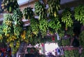 Many bunch of bananas, Vietnamese tropical fruit hang on the wall inside agriculture product barn Royalty Free Stock Photo