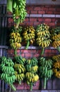 Many bunch of bananas, Vietnamese tropical fruit hang on the wall inside agriculture product barn Royalty Free Stock Photo