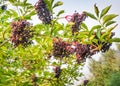 Many bunches of elderberries ripe for picking Royalty Free Stock Photo